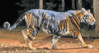 Melanistic Tiger